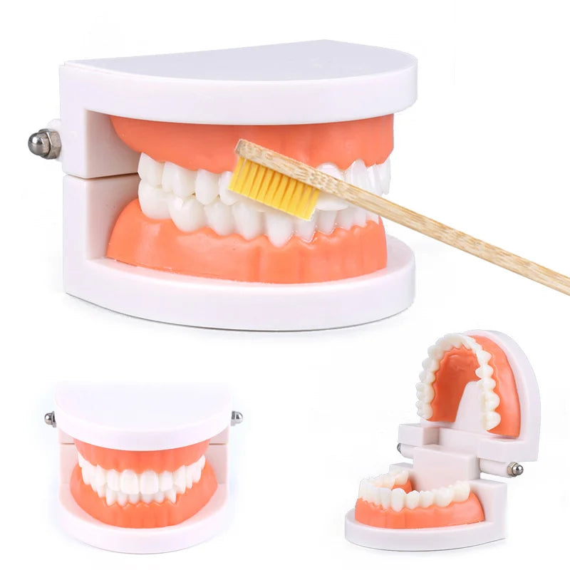 Dentier et brosse à dents : apprendre à se brosser les dents