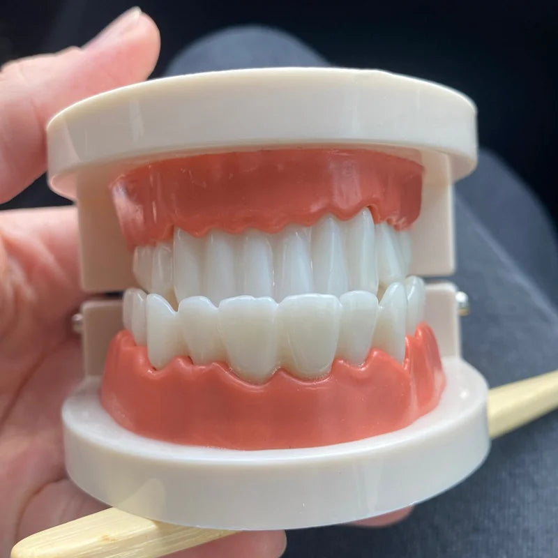 Dentier et brosse à dents : apprendre à se brosser les dents